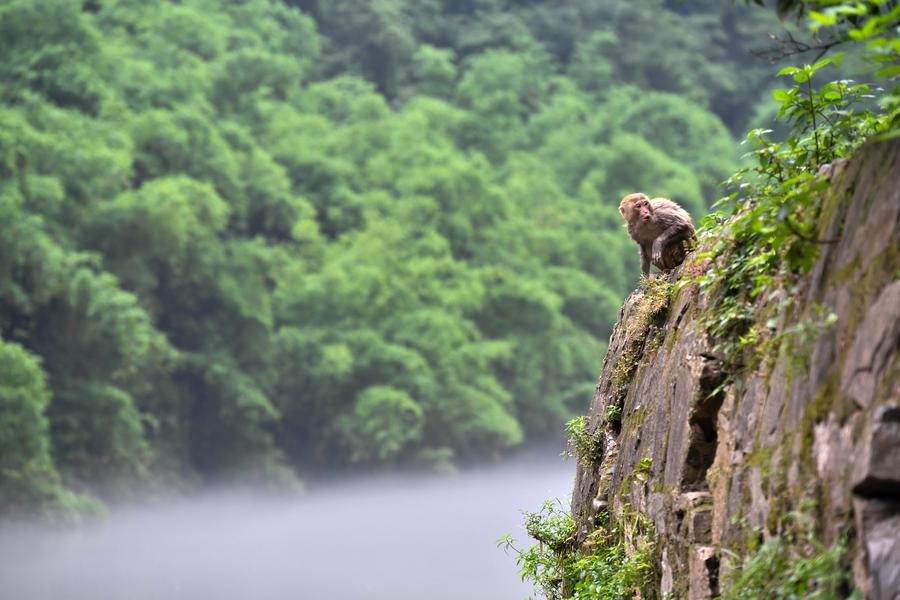 Macaques spotted having fun in Chongqing