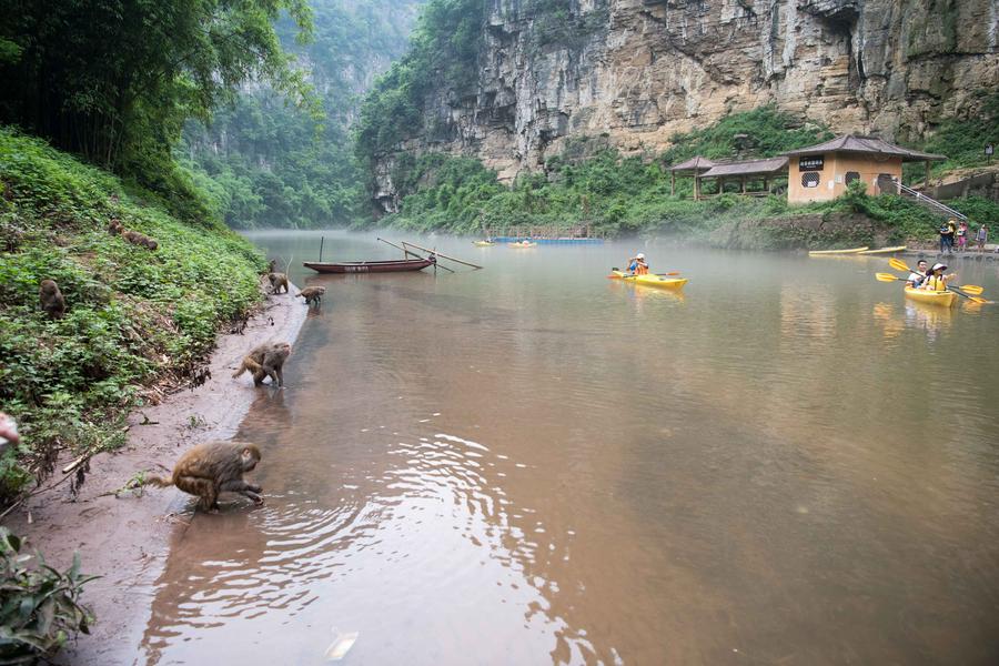 Macaques spotted having fun in Chongqing