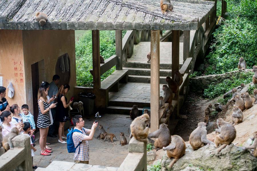 Macaques spotted having fun in Chongqing