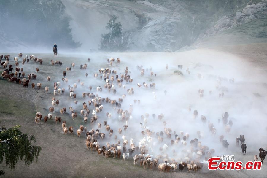 Incredible seasonal livestock migration in Xinjiang