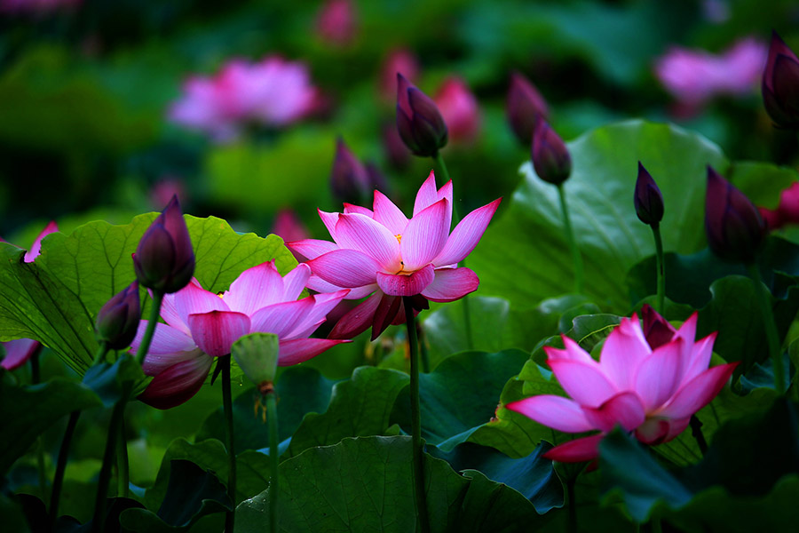 Lotus flower in full bloom in Huangshan city, Anhui province