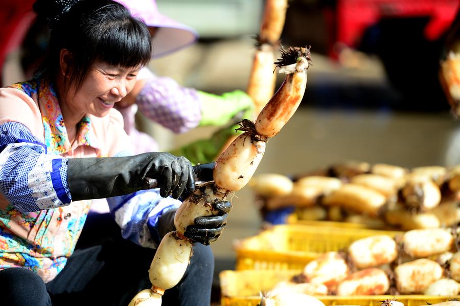 Farmers harvest lotus roots in Liuzhou, Guangxi