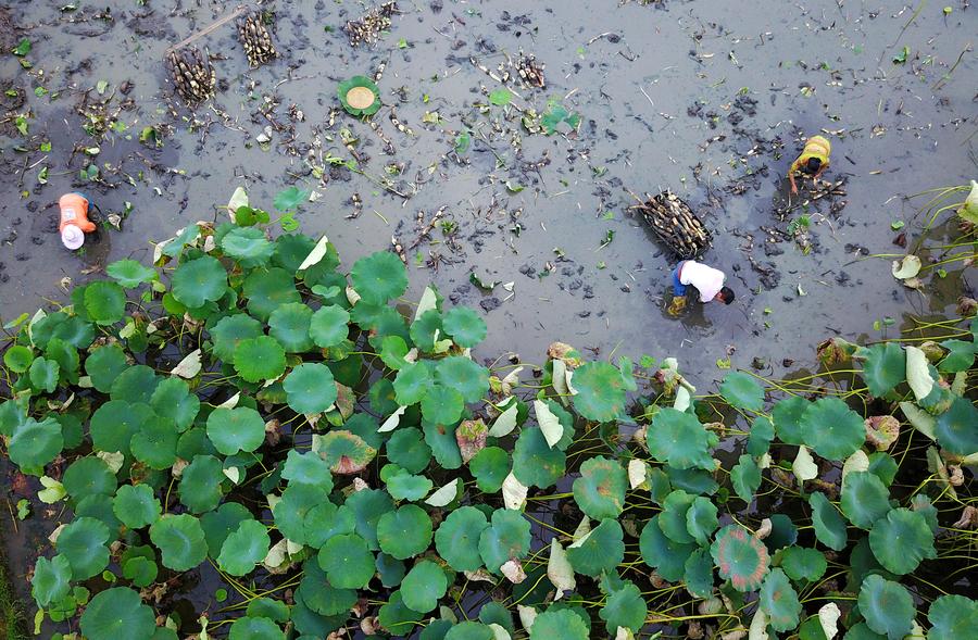 Farmers harvest lotus roots in Liuzhou, Guangxi