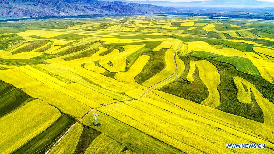 Blooming cole flowers attract tourists in Xinjiang