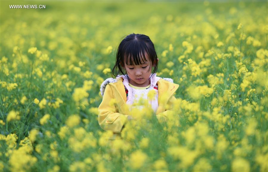 Blooming cole flowers attract tourists in Gansu