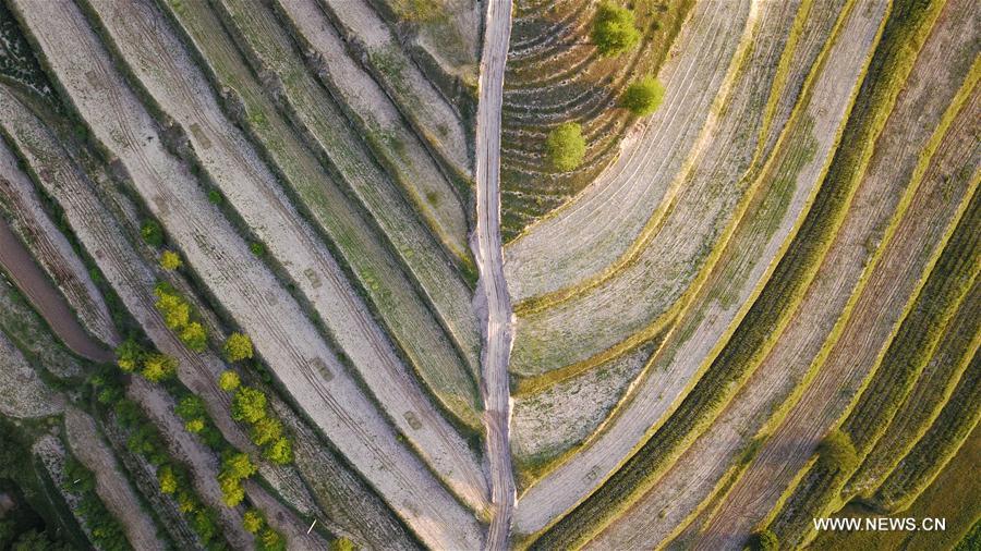 Scenery of terraces in NW China's Ningxia