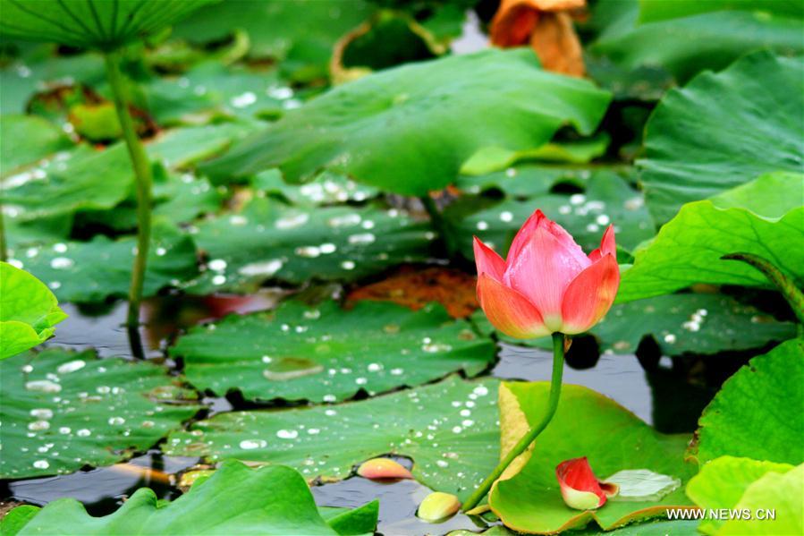 Lotus flower seen in NW China's Gansu