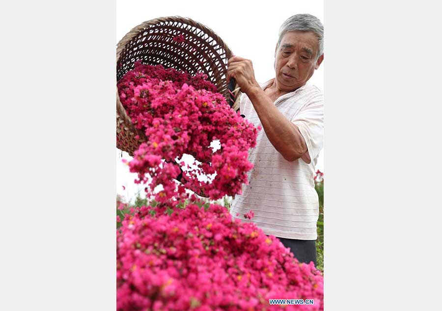 Flower plantation helps farmers increase income in China's Sichuan