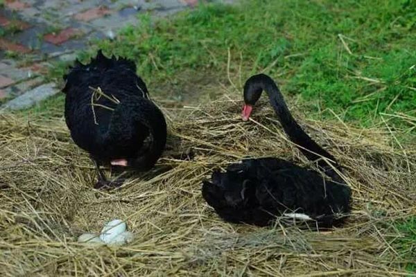 Family of black swans creates waves in Jilin University