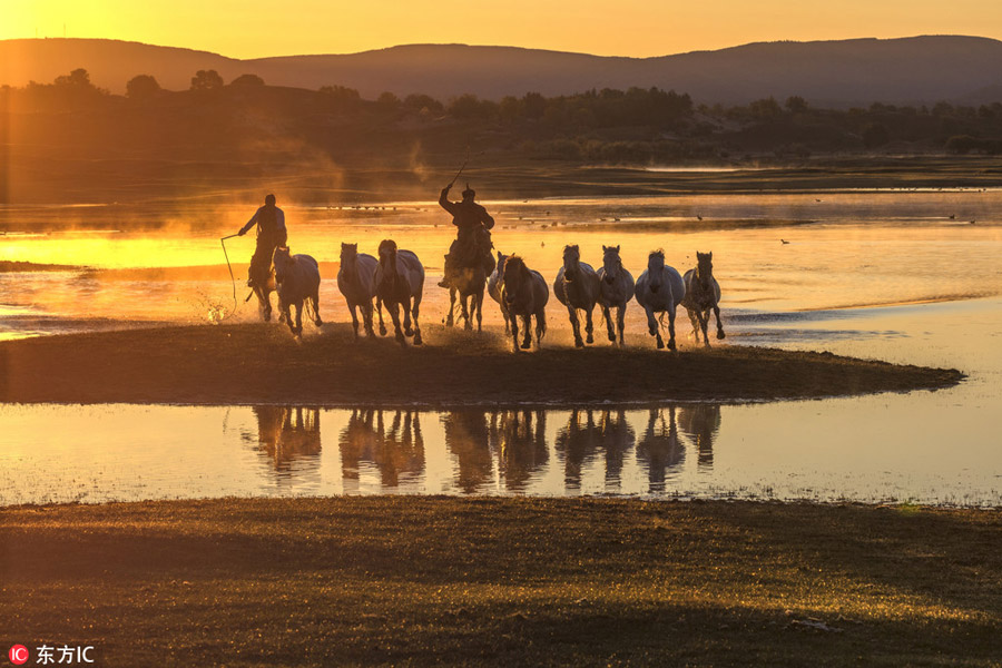 Prancing horses captured in Inner Mongolia