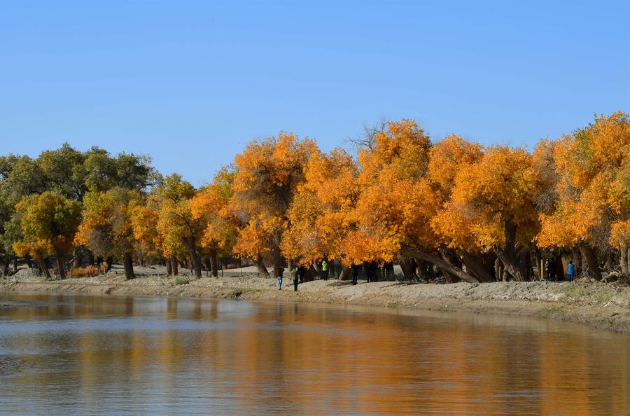 Populus euphratica seen in Inner Mongolia