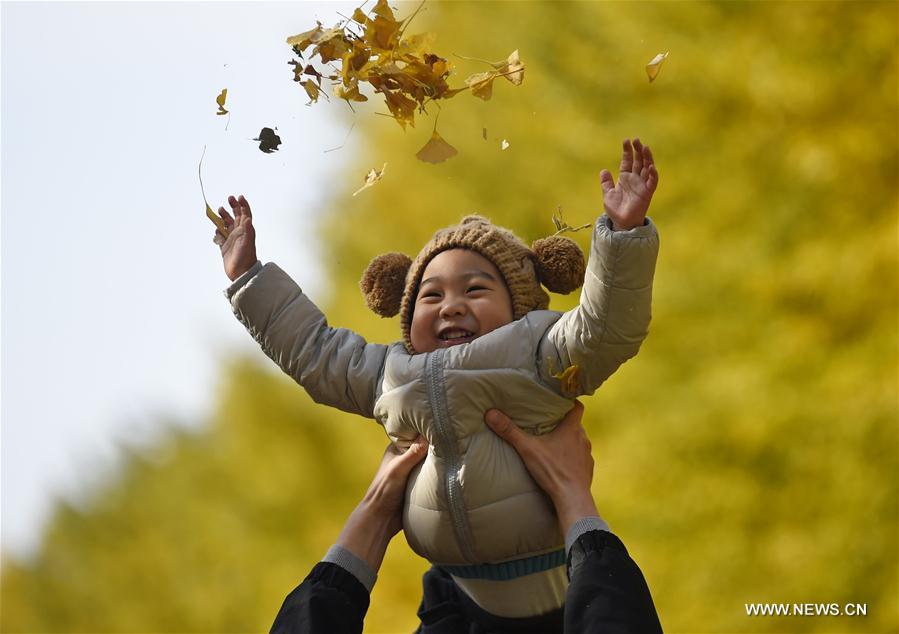 Tourists enjoy scenery of ginkgo trees in NE China