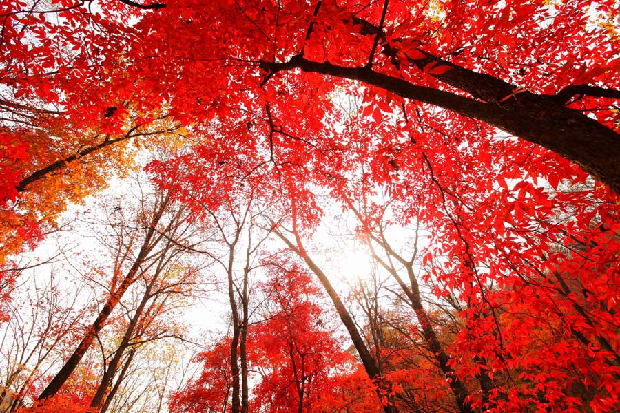 Where To See Red Leaves Of Autumn 2 Chinadaily Com Cn
