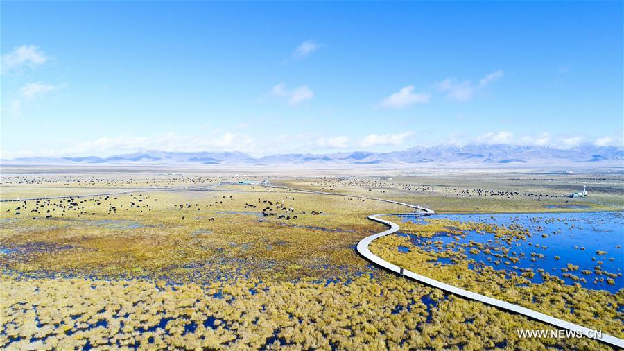 Autumn scenery of Ruoergai National Wetland Park in SW China