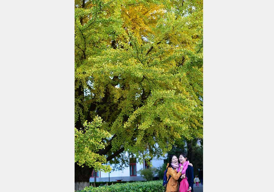 People enjoy autumn scenery in Peking University