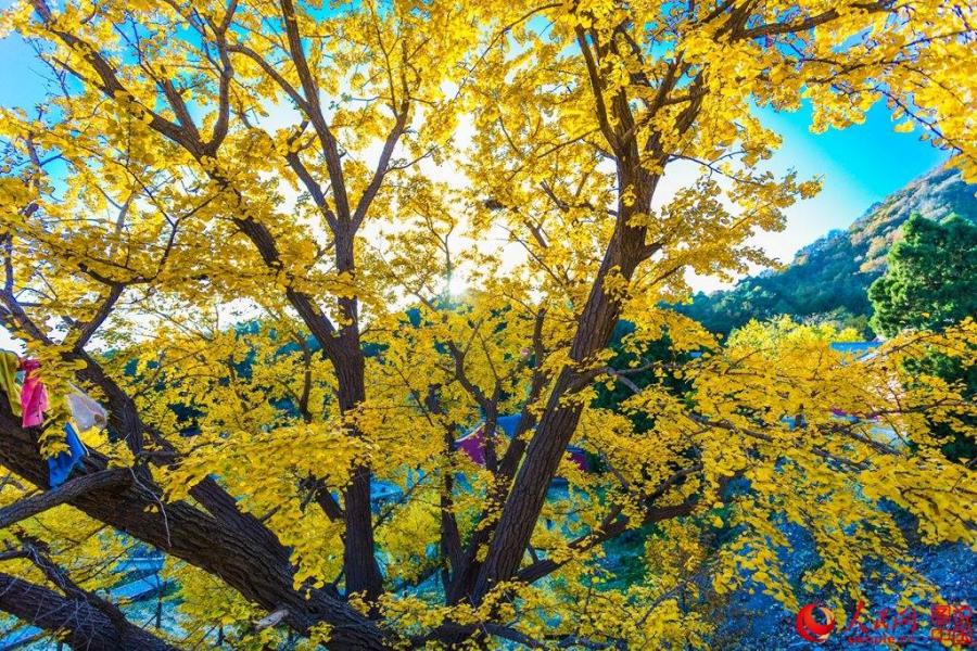 Stunning gift of the season: charming images of ginkgo trees