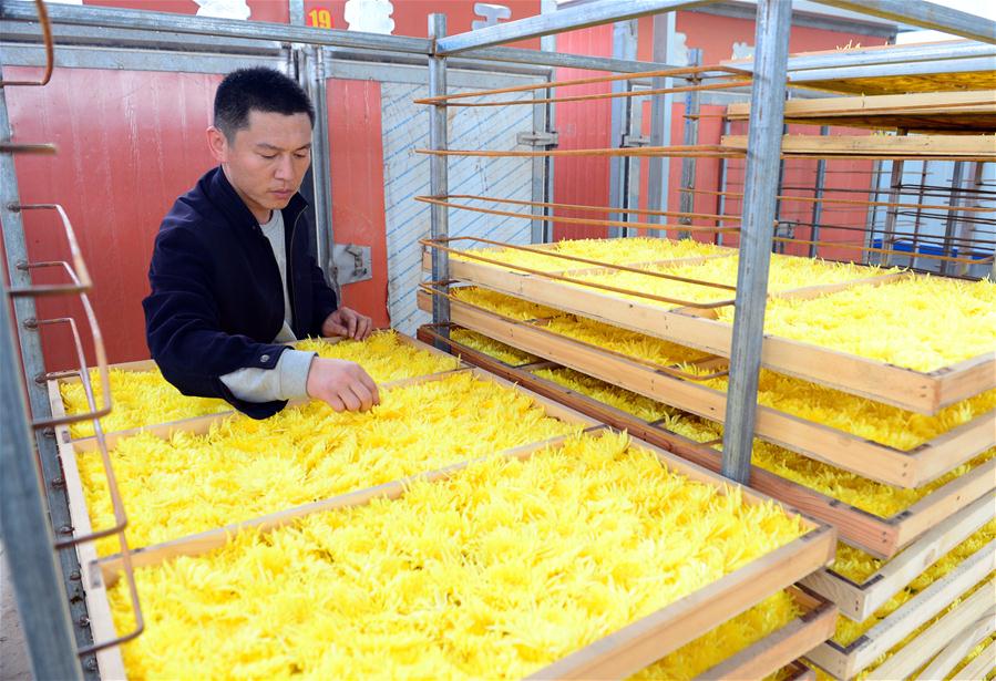 Chrysanthemums cultivation benefits local economy in China's Hebei