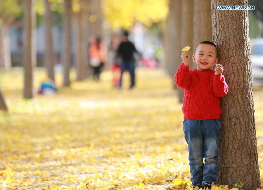 People enjoy themselves under ginkgo trees
