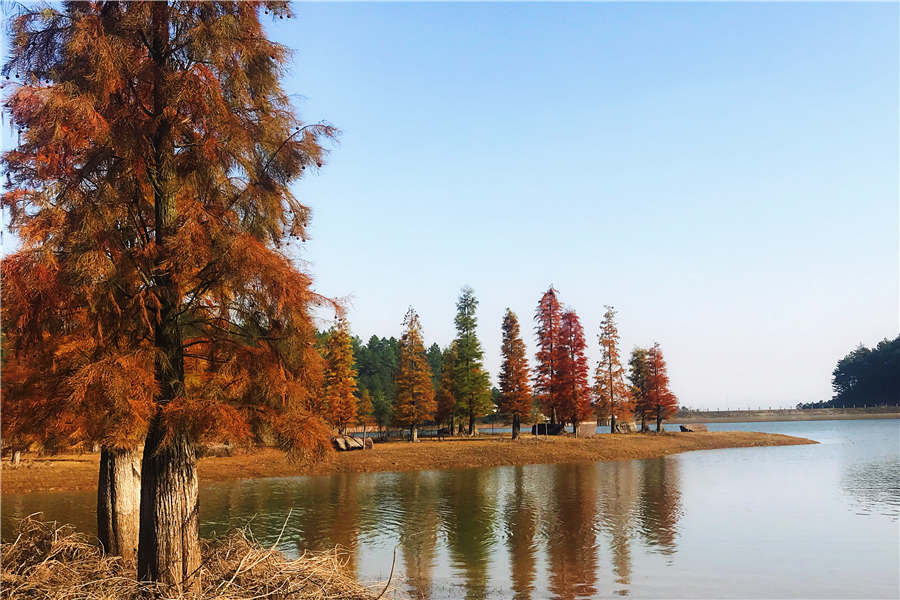 Pond cypresses in an E China's reservoir