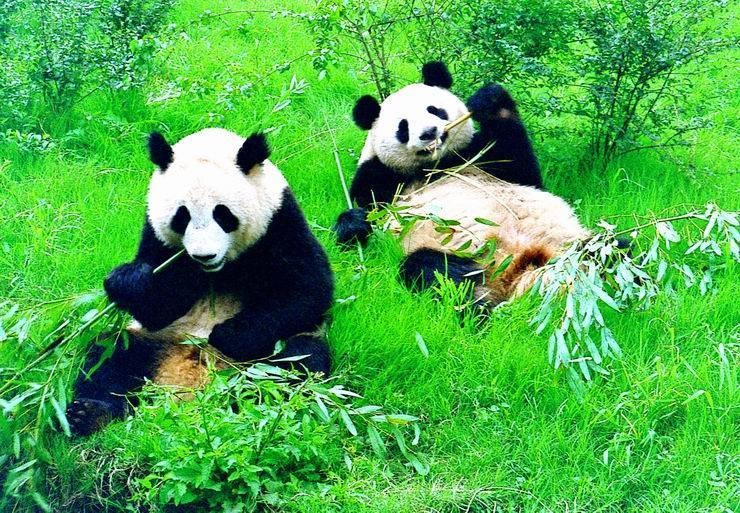 More than pandas in Chengdu