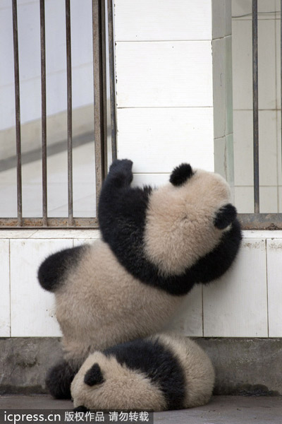 Panda's 'prison break'