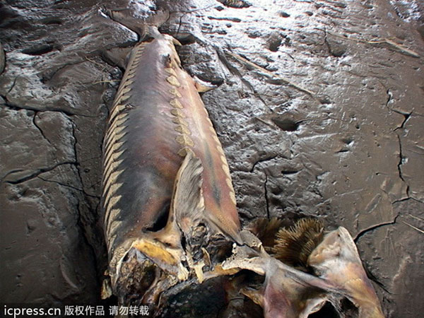 Giant sturgeon found dead