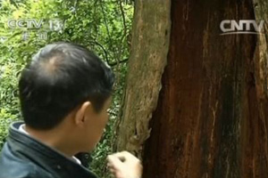 Trending across China