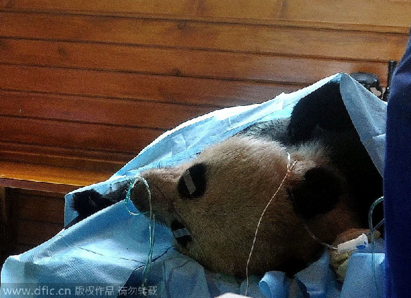 Trending: Giant panda dies in hospital
