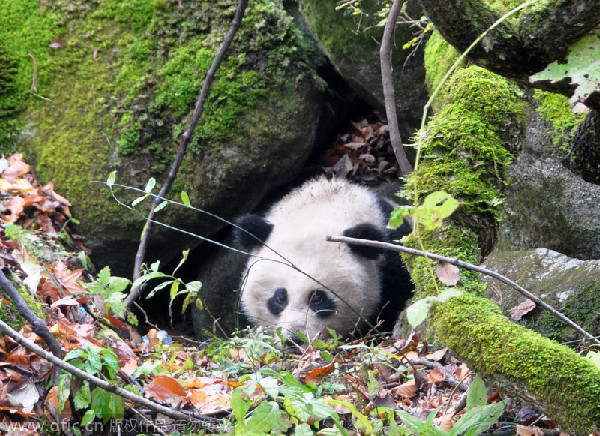 Trending: Giant panda dies in hospital