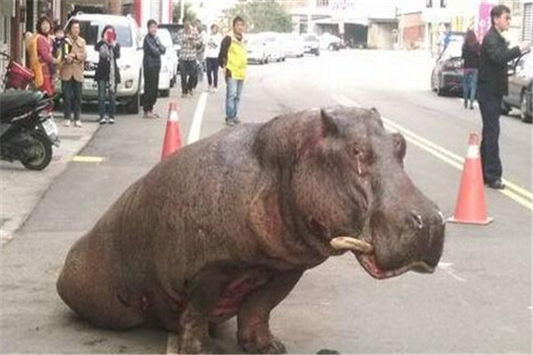 Hippo jumps from moving truck, startling locals