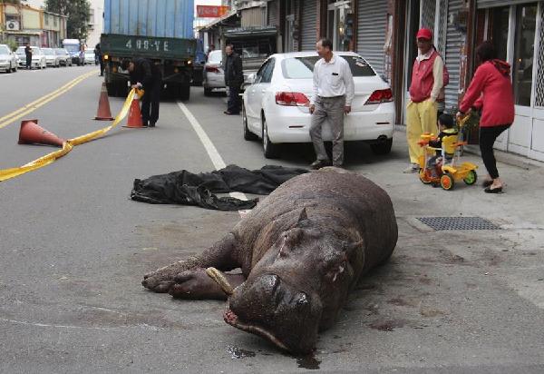 Hippo jumps from moving truck, startling locals