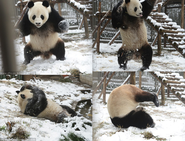 Panda dances in snow