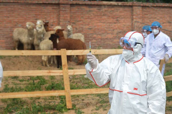 Nine alpacas put to death in Beijing