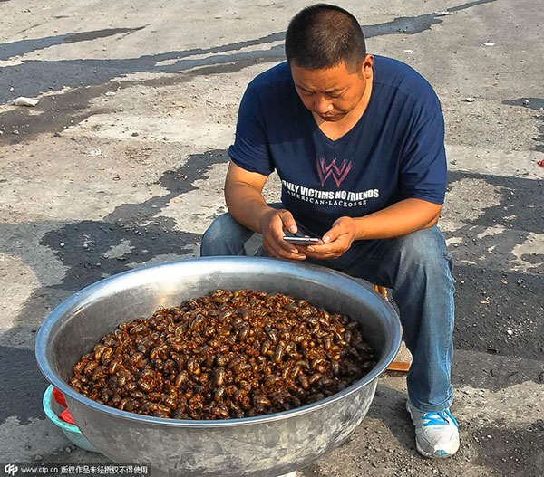 Catching cicadas for food brings small fortune