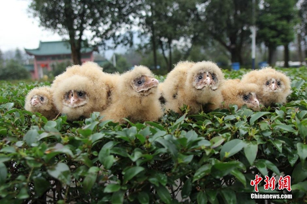 Rescued baby owls are in rehabilitation
