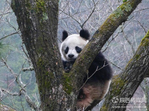 Camera catches two giant pandas' wooing and mating