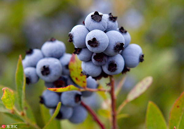 Demand for wild blueberries seen rising in China