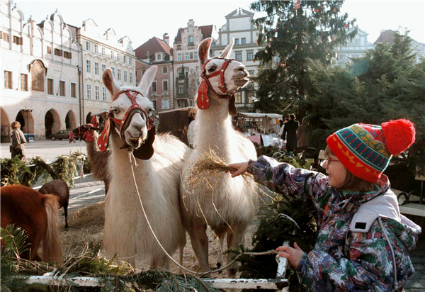 Llamas become the holidays' new face