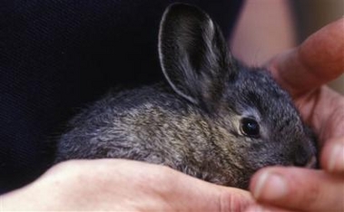 This undated image provided by the Oregon Zoo in Portland shows a Columbia Basin pygmy rabbit in their captive breeding program. According to a report Wednesday May 17, 2006, the last male purebred Columbia Basin pygmy rabbit has died, leaving just two females in a captive breeding program created to try to save the endangered species from extinction.[AP Photo]
