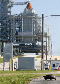 A gopher tortoise moves down the road to the space shuttle Discovery, seen sitting on the launch pad at the Kennedy Space Center in Cape Canaveral, Florida, July 3, 2006. NASA inspectors found a crack in the foam insulation of space shuttle Discovery's fuel tank and managers were meeting on Monday to decide how the crack might affect Tuesday's launch. 