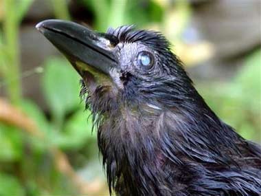 There's no way to prove Tata was the world's oldest crow when he died Sunday at age 59. But an expert on crows says it's possible.