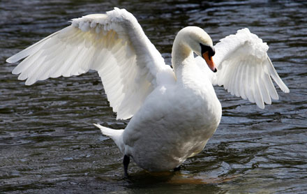 Dead swan in London tested H5N1 positive