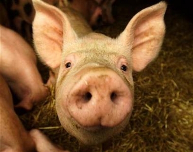 Pig slurry used to clean pond