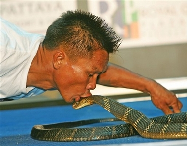 Snake charmer kisses 19 king cobras