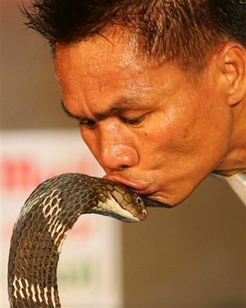 Snake charmer kisses 19 king cobras