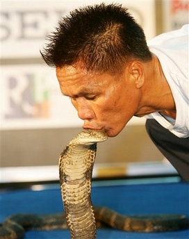 Snake charmer kisses 19 king cobras