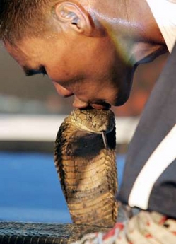 Snake charmer kisses 19 king cobras