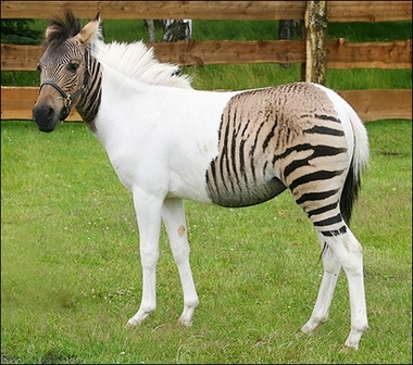 Horse or zebra? Unusual zebrula draws crowds in Germany