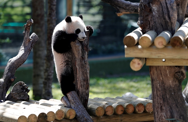 Panda cub, Spanish queen go for stroll