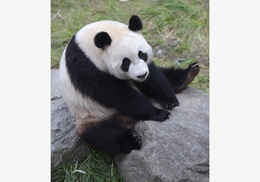 Panda cubs move to Dutch palace